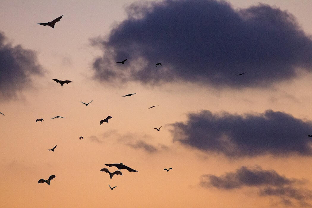 A pale pink-orange twilight sky with thin fluffy clouds and silhouettes of flying bats